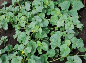 Посадка дині на розсаду — відповіді на хвилюючі питання про посіві насіння в домашніх умовах