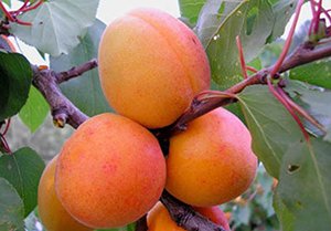 Сорти абрикоса Ананасний, Мелітопольський ранній і пізній, Королівський