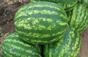 Кавун Пекінська радість і інші сорти середньоранніх і середньостиглих арбузов