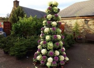 Декоративна капуста: вирощування і догляд