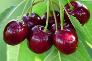 Опис популярних сортів червоної черешні: Карамель, Прощальна, Тютчевка