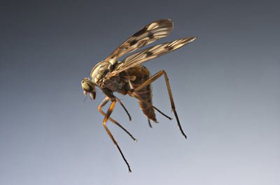 Цікаві факти про комарів – захопливо про простому