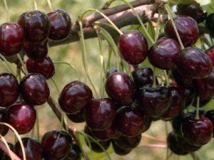 Опис сорти чорної черешні з високою врожайністю Ленінградська: посадка і догляд