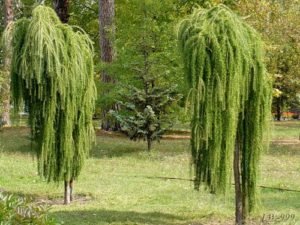 Дерево модрина: опис з фото, види і сорти