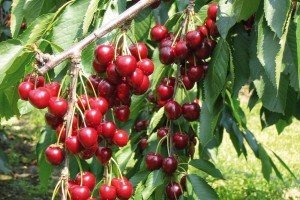 Вишня Примітна: опис сорту та його особливості