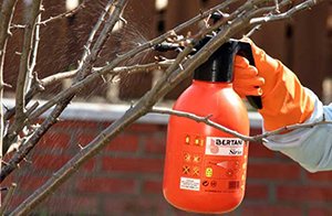 Чому не плодоносить абрикос — що робити