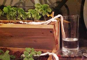 25 лайфхаков для дачі, саду та городу