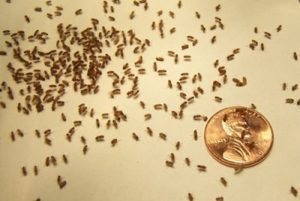 Сонник Рій Мух в будинку у сні бачити до чого сняться?