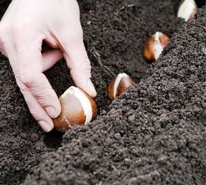 Цибулинні багаторічні садові квіти — фото та назви рослин