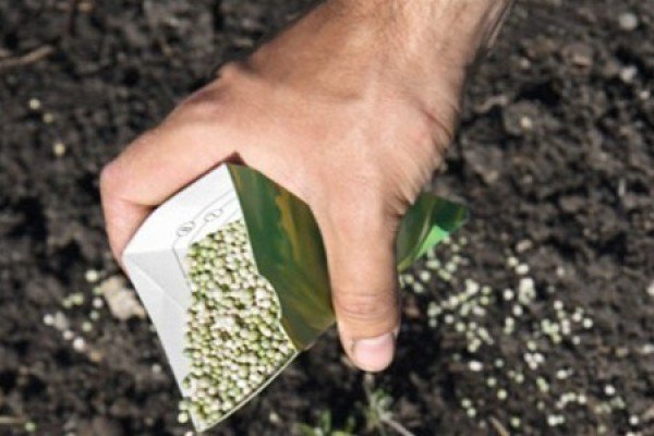 Вирощування дині в відкритому грунті Чорноземя: кращі сорти, посадка насіння і рекомендації по догляду