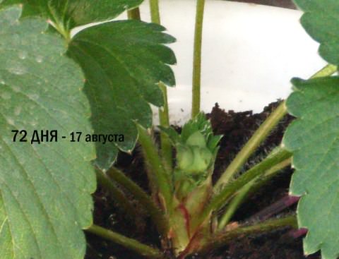 Домашня полуниця: вирощуємо за 10 кроків