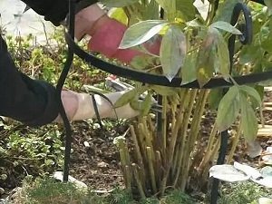 Багаторічники зимуючі у відкритому грунті — каталог