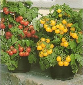 Що корисно і може рости на балконі: 4 варіанти рослин