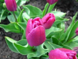 Багаторічники зимуючі у відкритому грунті — каталог