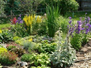 Багаторічники зимуючі у відкритому грунті — каталог