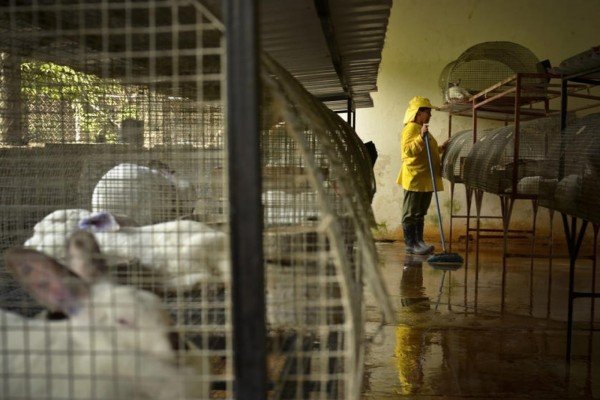 Особливості вирощування кролів мясних порід: інвентар, годування, розмноження і відеоінструкція