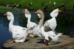 Холмогорський гуси: опис і розведення породи в домашніх умовах