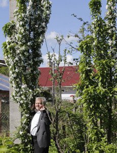 Колоновидні абрикоси: характеристики сорту і особливості розвитку