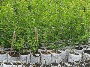 Як посадити дерево вишні: правила посадки, обрізки та особливості розмноження