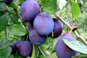 Високоврожайний сорт зливу Президент: поради по посадці та правила догляду