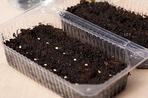 Посів насіння солодкого перцю на розсаду: вибираємо, готуємо і ростимо насіння правильно