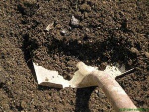 Посадка агрусу навесні — як і в якому місяці правильно садити?