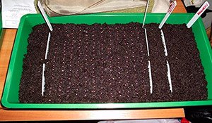 Як садити полуницю насінням: вибір насіння і ґрунту, поради по догляду і поливу