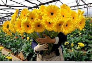 Гербера: красивий і яскравий багаторічник для Вашого саду