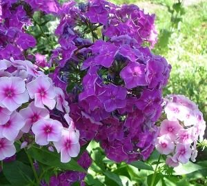 Міксбордер з багаторічників: принципи пристрою, схеми та назви рослин, покрокова відеоінструкція