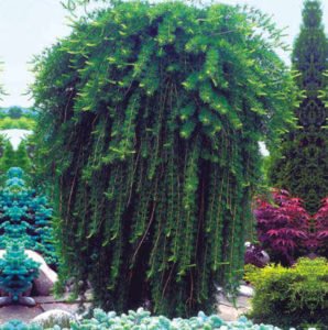Дерево модрина: опис з фото, види і сорти