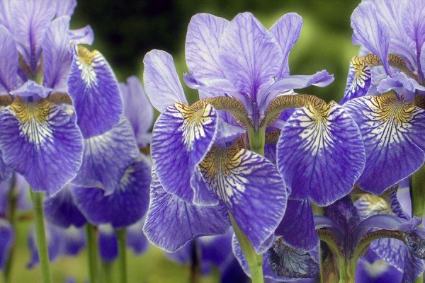 Як виростити багаторічник для дачі, цвіте все літо: особливості посадки і догляду, фото і відео інструкція