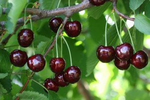 Опис середньопізнього сорту черешні Ревна: особливості плодів і дерева