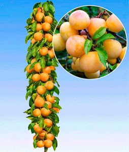 Колоновидні абрикоси: характеристики сорту і особливості розвитку