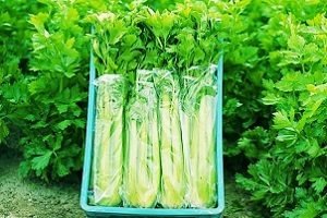 Селера черешкова: агротехніка вирощування і деякі особливості догляду