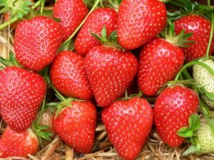 33 популярні сорти суниці: докладний опис і барвисті фото