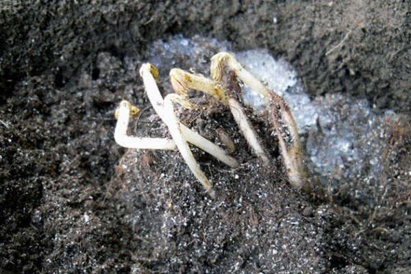 Астильба в ландшафтному дизайні саду — багатоликий чагарник для оформлення квітника