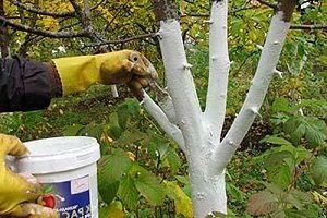 Обробка саду восени від шкідників і хвороб: препарати та порядок робіт