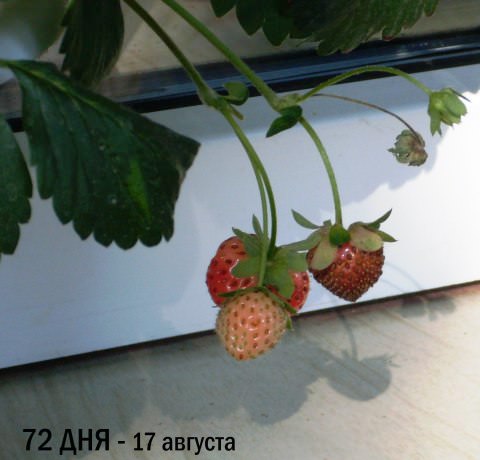 Домашня полуниця: вирощуємо за 10 кроків