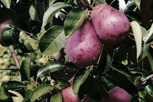 Груша колоновидна: характеристики плодів найпоширеніших сортів