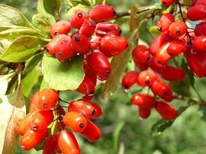 Багаторічні чагарники для саду: популярні квітучі сорти, їх особливості, назви й фото