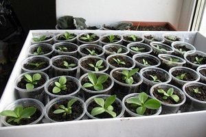 Еустома багаторічна: особливості посадки і догляду, розмноження корінням і насінням