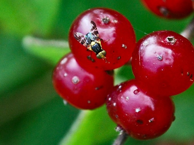 Вишнева муха: профілактика та засоби боротьби