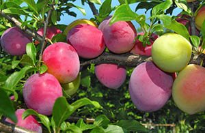 Різновиди гібрида сливи — з абрикосом, вишнею і аличею