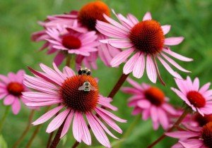Багаторічники, квітучі восени: різновиди, особливості догляду, фото з назвами і відео