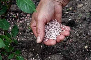 Хвороби та шкідники яблунь: методи боротьби і фото