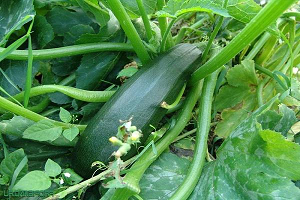 Як не заплутатися в різноманітності видів кабачків