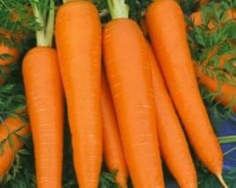 Кращі сорти моркви: опис і особливості