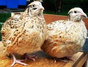 Скільки яєць несе перепілка в день: фактори, що впливають на збільшення несучості