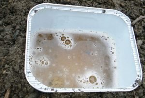 Капустянка і її личинка: опис, фото і дієві методи боротьби з комахою