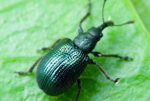 Хвороби та шкідники яблунь: методи боротьби і фото